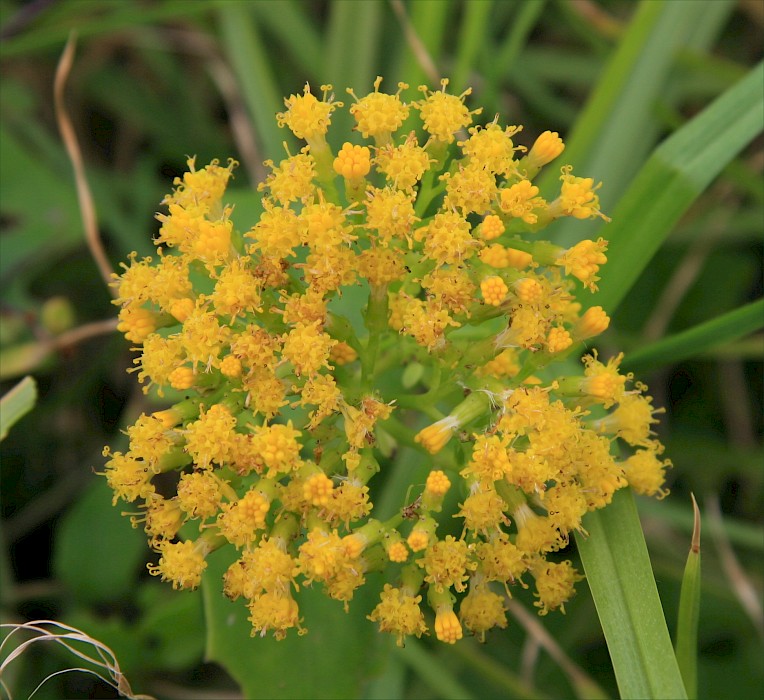 Delairea odorata