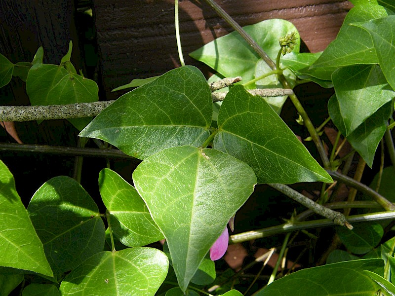 Dipogon lignosus