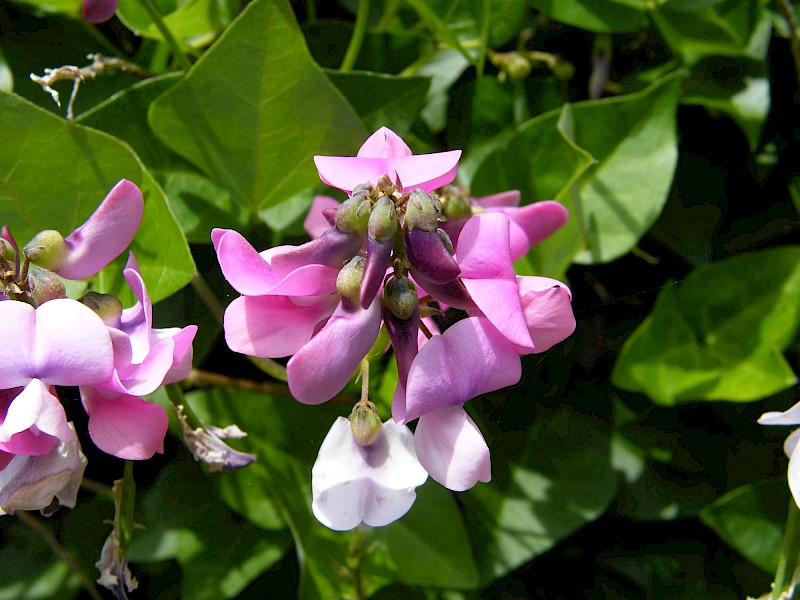 Dipogon lignosus
