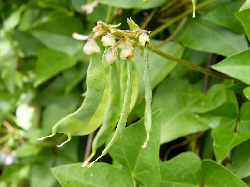 Dipogon lignosus