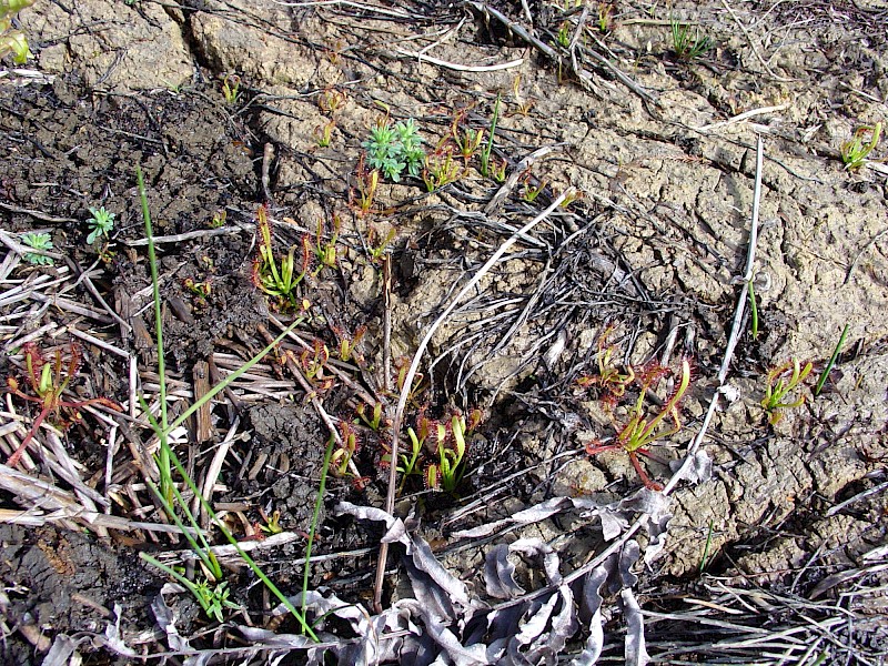 Drosera capensis