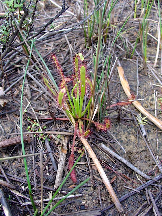 Drosera capensis
