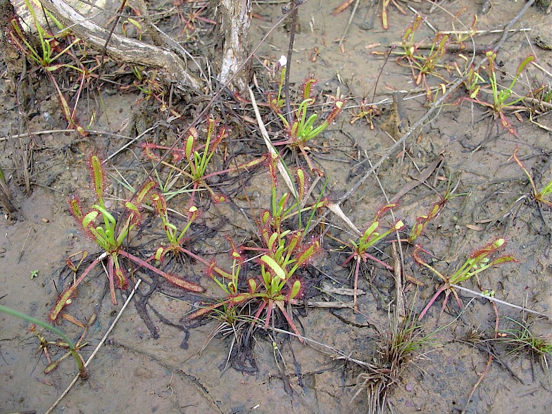 Drosera capensis