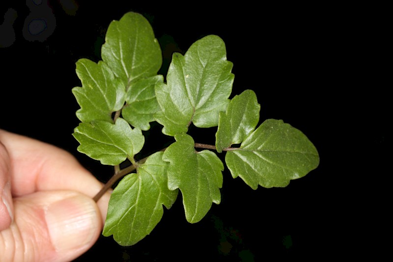 Eccremocarpus scaber