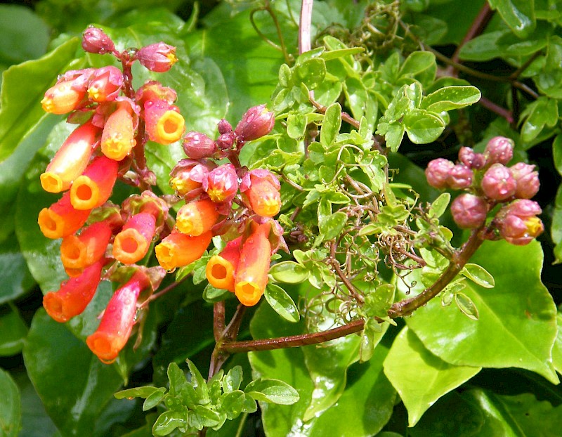 Eccremocarpus scaber