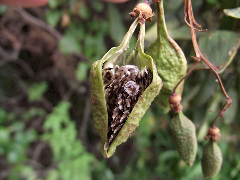 Eccremocarpus scaber