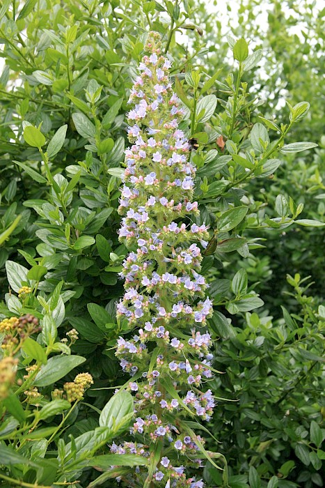 Echium pininana