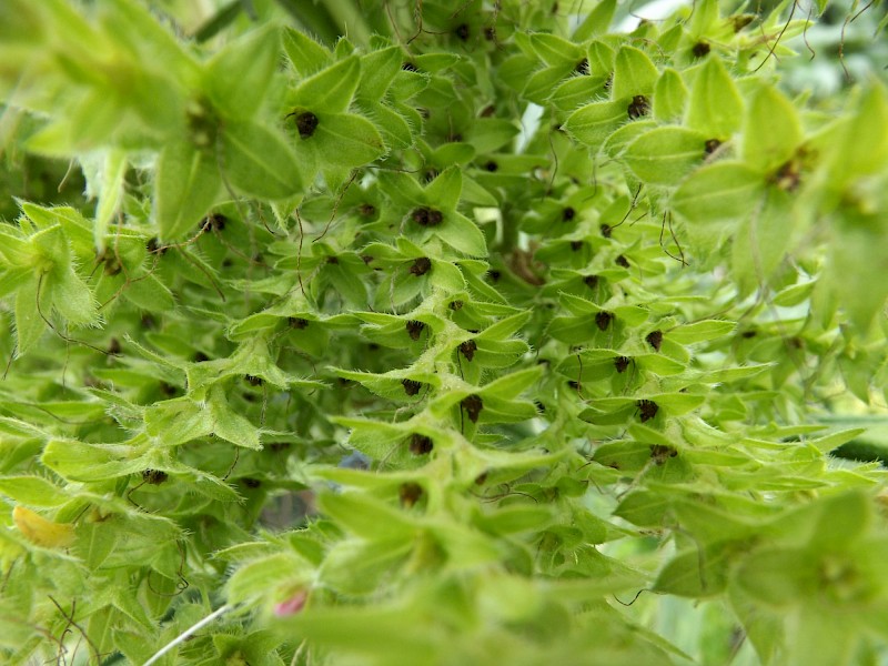 Echium pininana