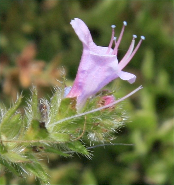 Echium pininana