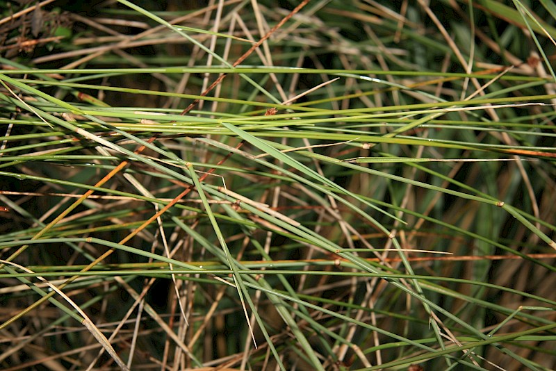 Ehrharta villosa