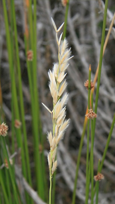 Ehrharta villosa