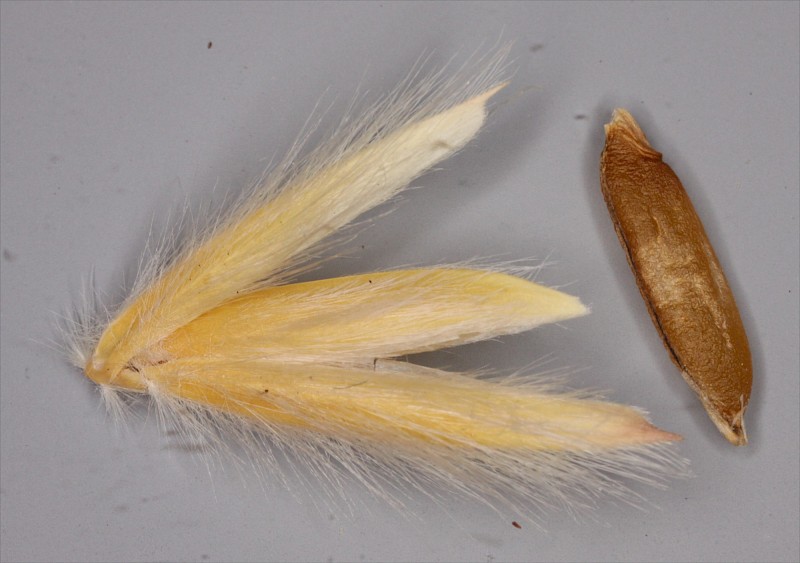 Ehrharta villosa
