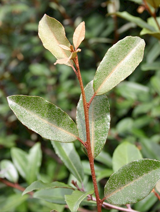 Elaeagnus × reflexa