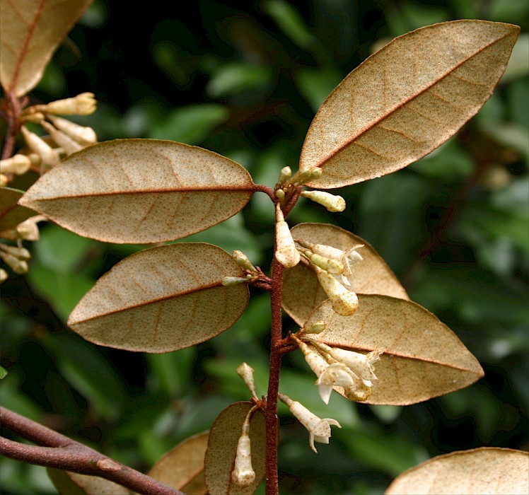 Elaeagnus × reflexa