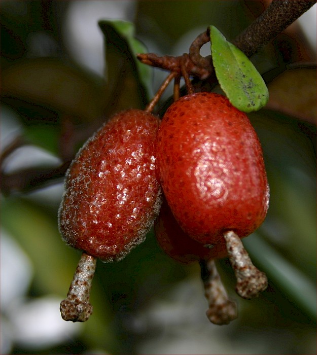 Elaeagnus × reflexa