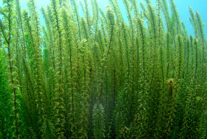 Elodea canadensis