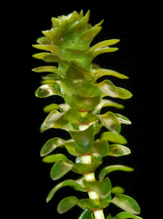 Elodea canadensis