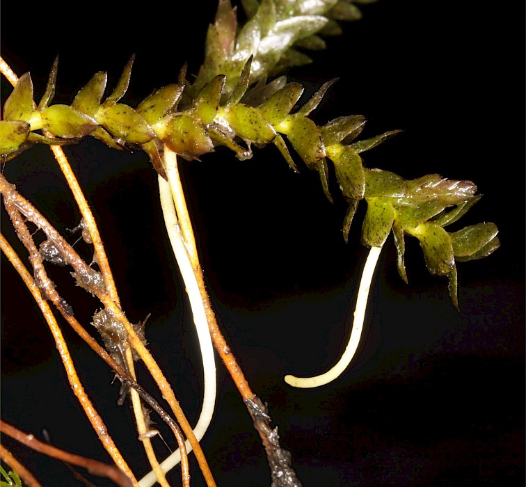 Elodea canadensis