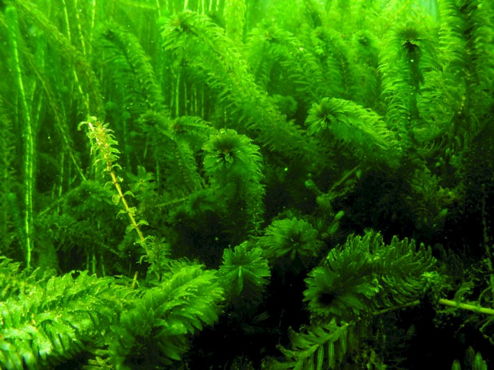 Elodea densa