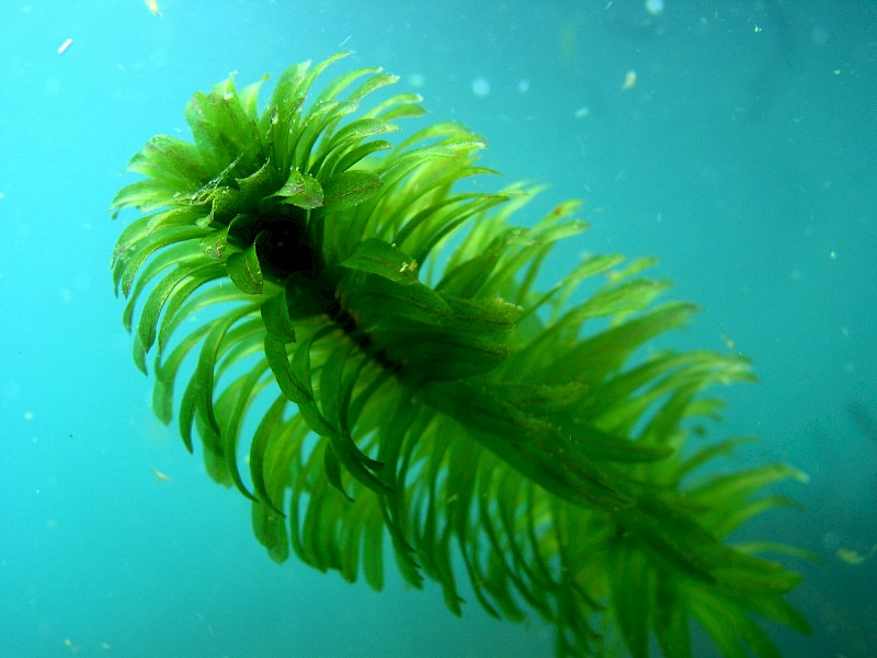 Elodea densa