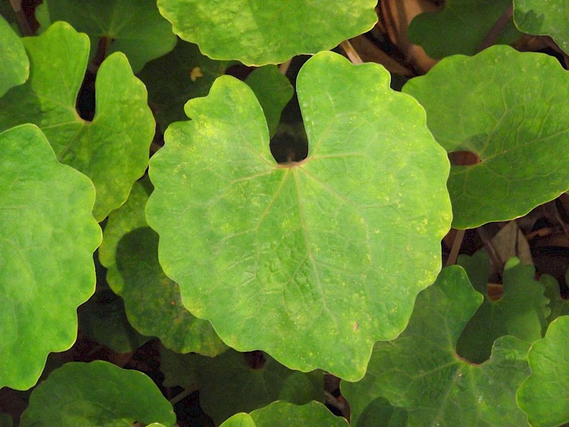Eomecon chionantha