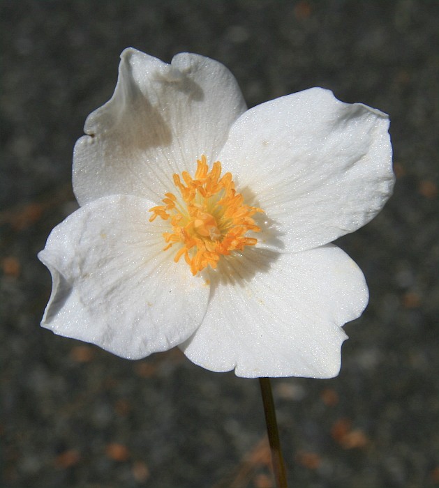 Eomecon chionantha