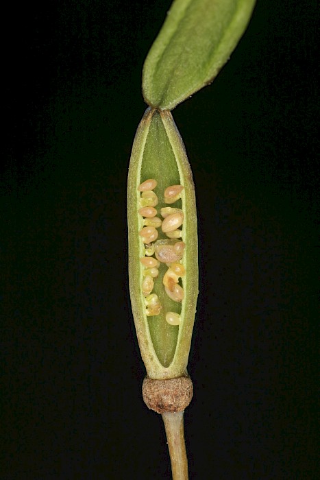 Eomecon chionantha