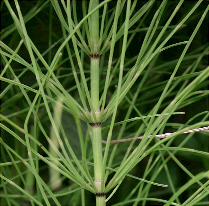 Equisetum arvense