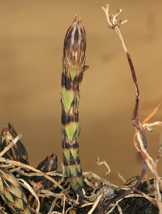 Equisetum arvense
