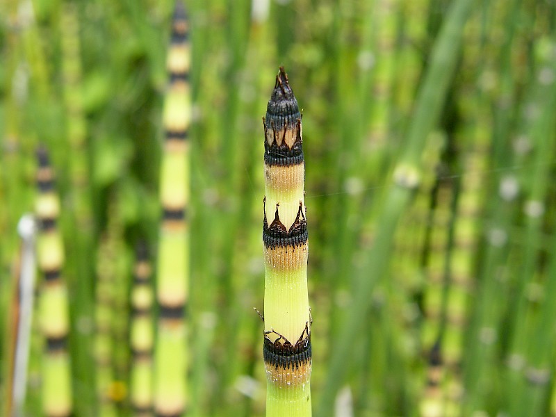 Equisetum hyemale