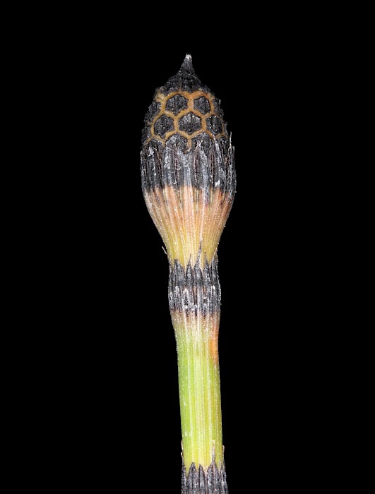 Equisetum hyemale