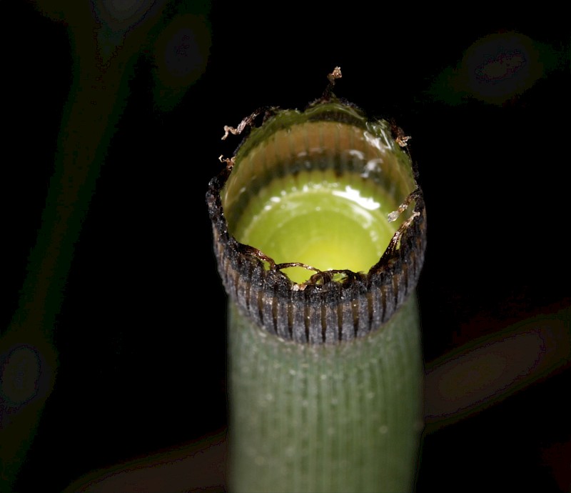 Equisetum hyemale