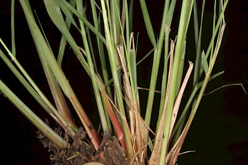 Eragrostis curvula