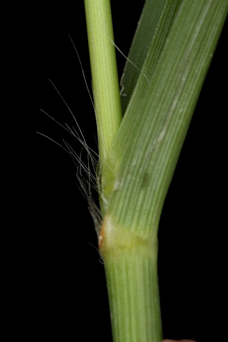 Eragrostis curvula