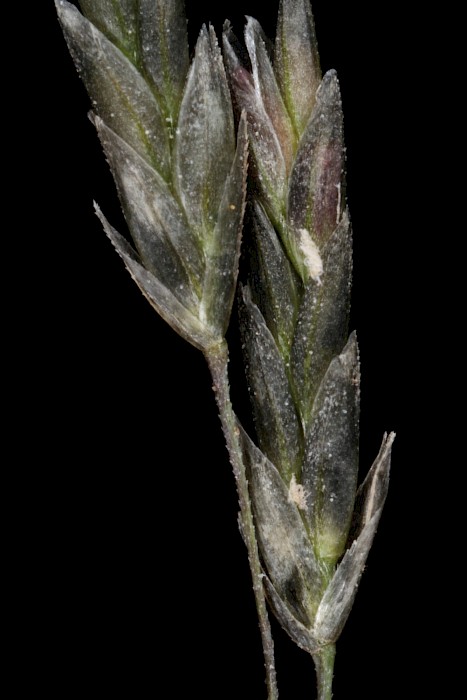 Eragrostis curvula