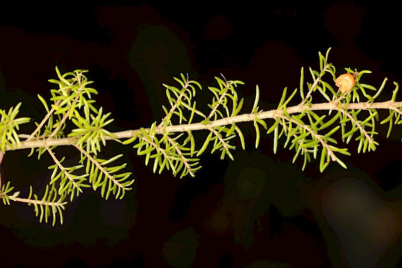 Erica cinerea