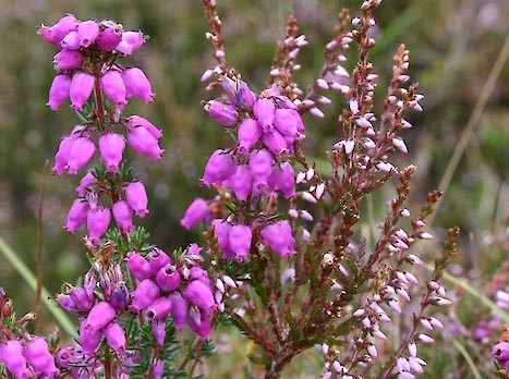Erica cinerea