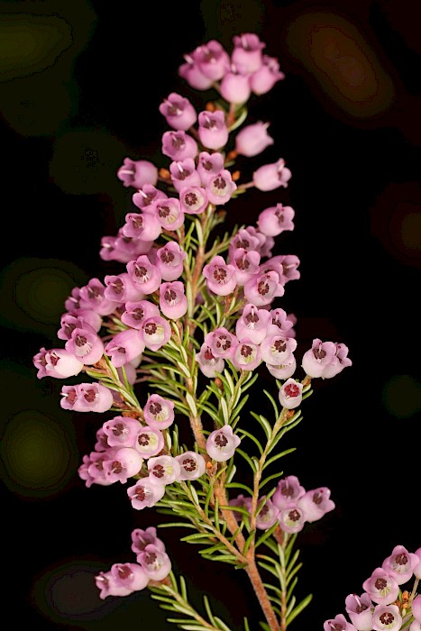 Erica cinerea