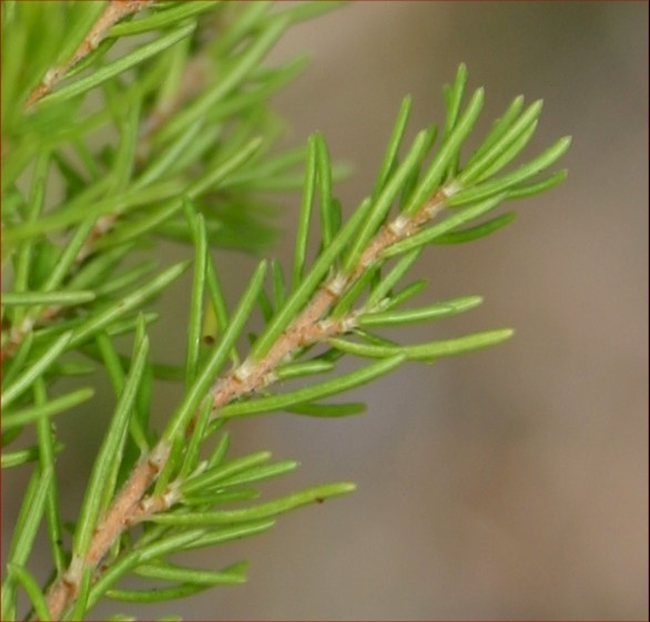 Erica lusitanica
