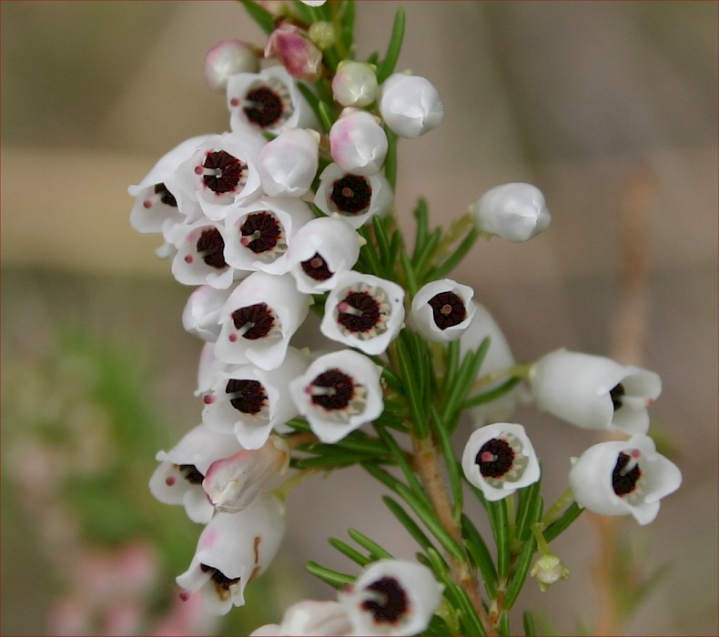 Erica lusitanica