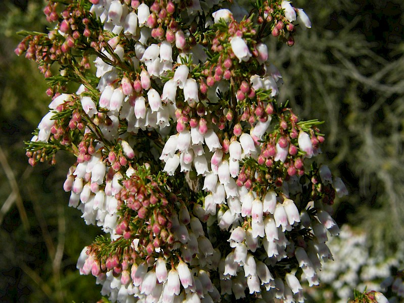 Erica lusitanica