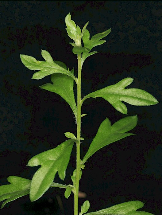 Erigeron karvinskianus
