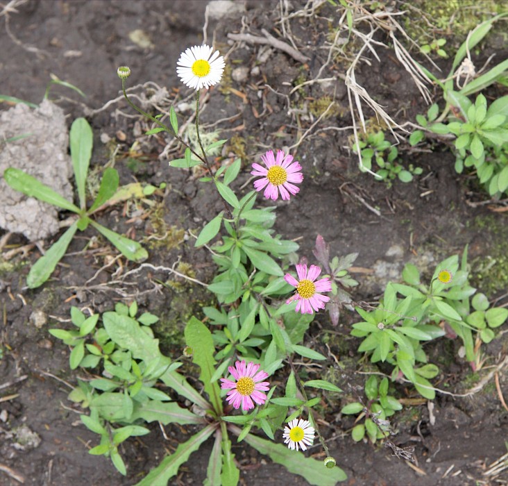 Erigeron karvinskianus