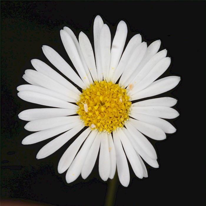 Erigeron karvinskianus