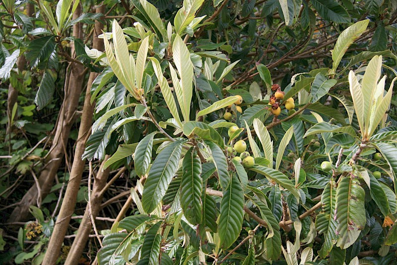 Eriobotrya japonica