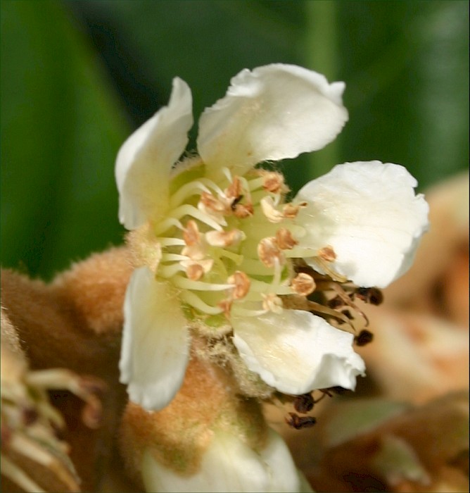 Eriobotrya japonica