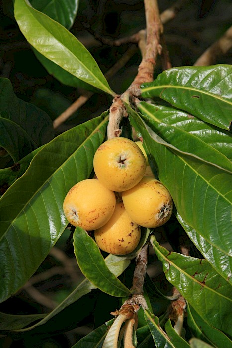 Eriobotrya japonica