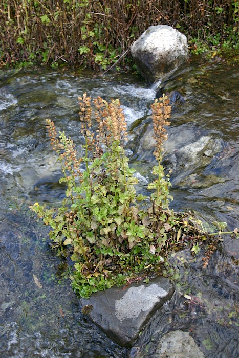 Erythranthe guttata