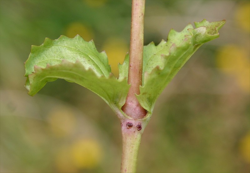 Erythranthe guttata