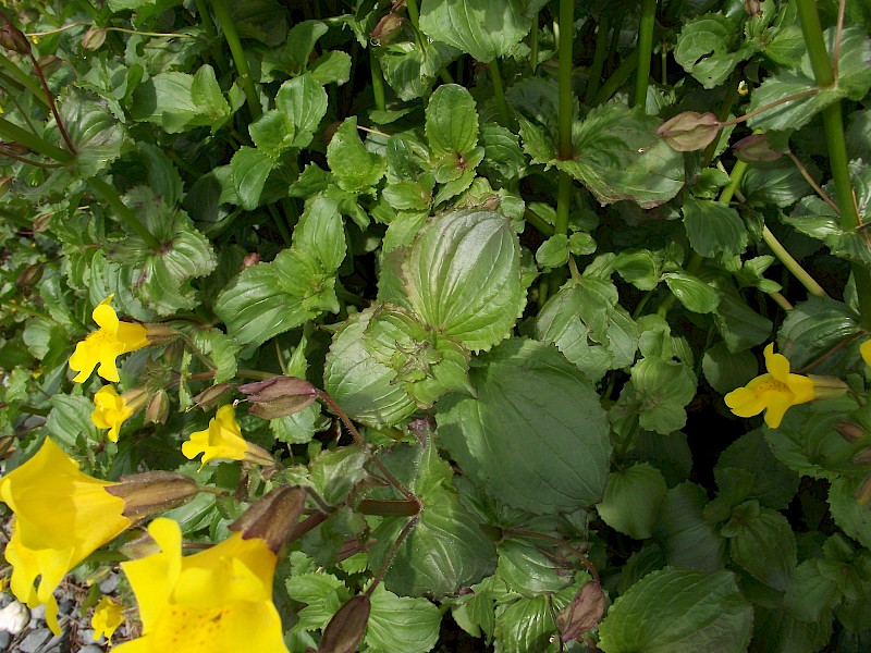 Erythranthe guttata